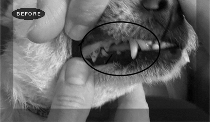 Before and after: a dog's teeth, from our patent filing