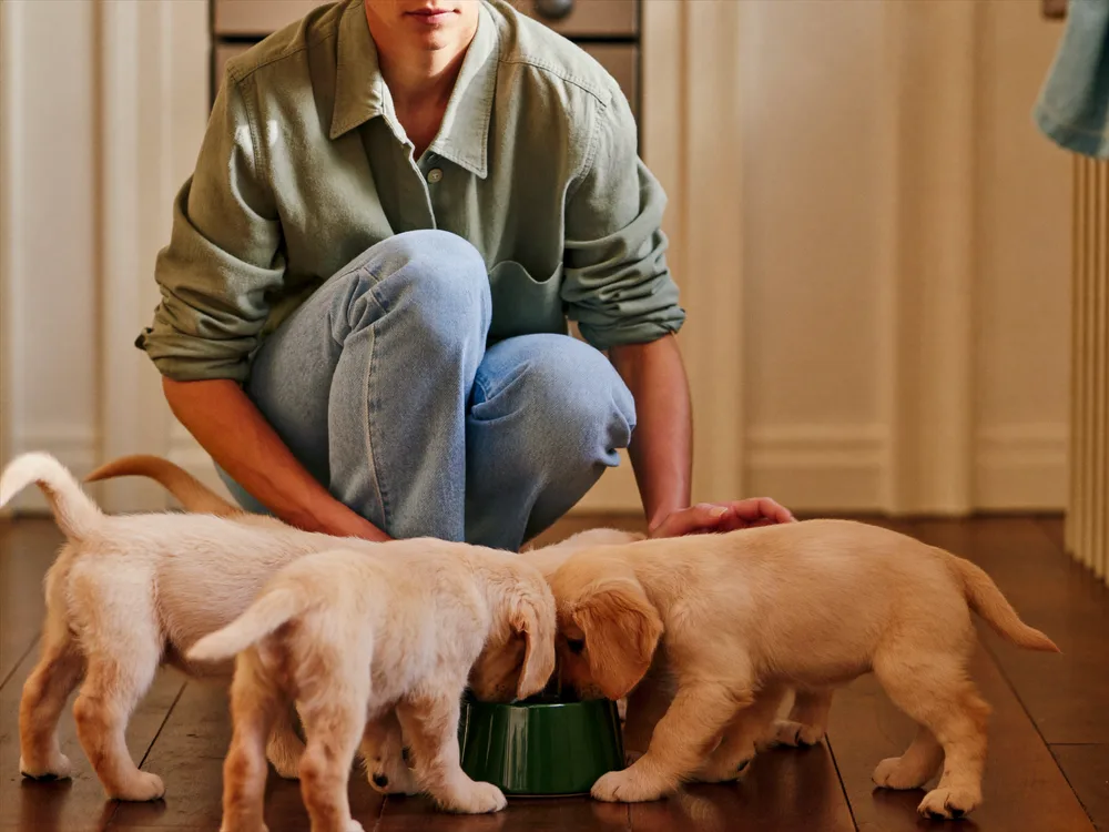 Golden retriever puppies at feeding time