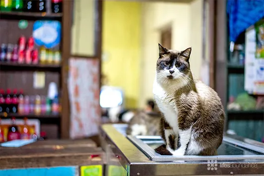 cat in bodega
