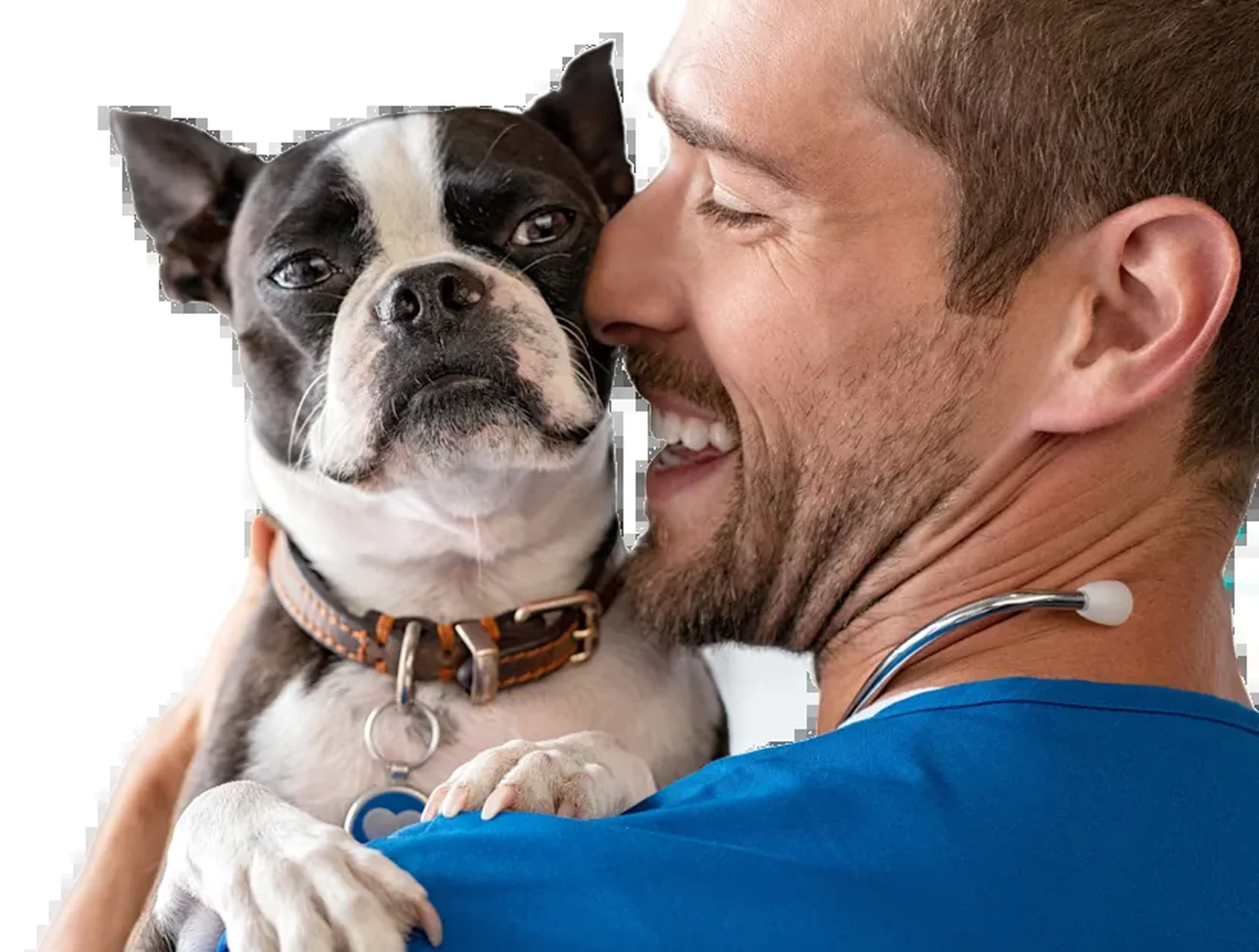 Veterinarian holding a Boston Terrier