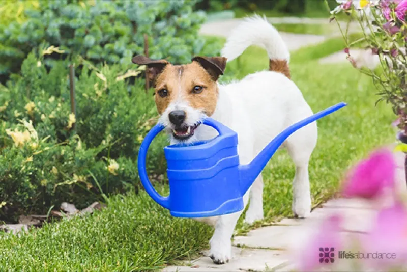 dog carrying water bucket