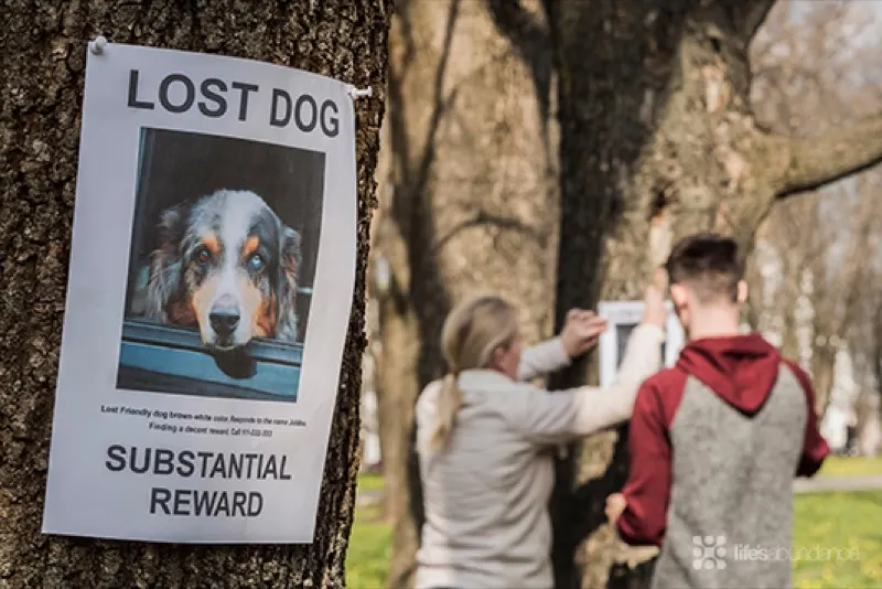 phone app for lost dog