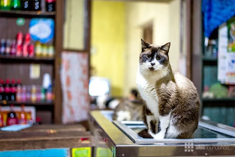 cat in bodega