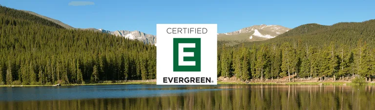 An evergreen forest