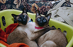 Cats